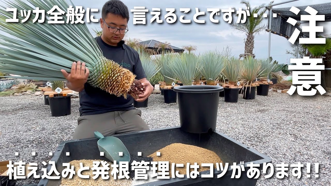 Rare] Replanting a Yucca rostrata seedling! The roots are amazing