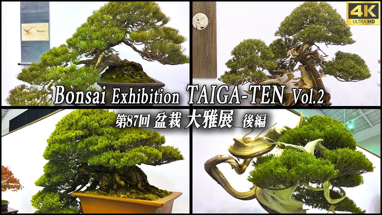 Taiga Bonsai Exhibition Vol.2 2024 in japan ~第87回 盆栽 大雅展