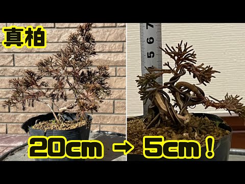 真柏】20cmから5cmのミニ盆栽へ！曲げ付けシャリ入れ。【再アップ