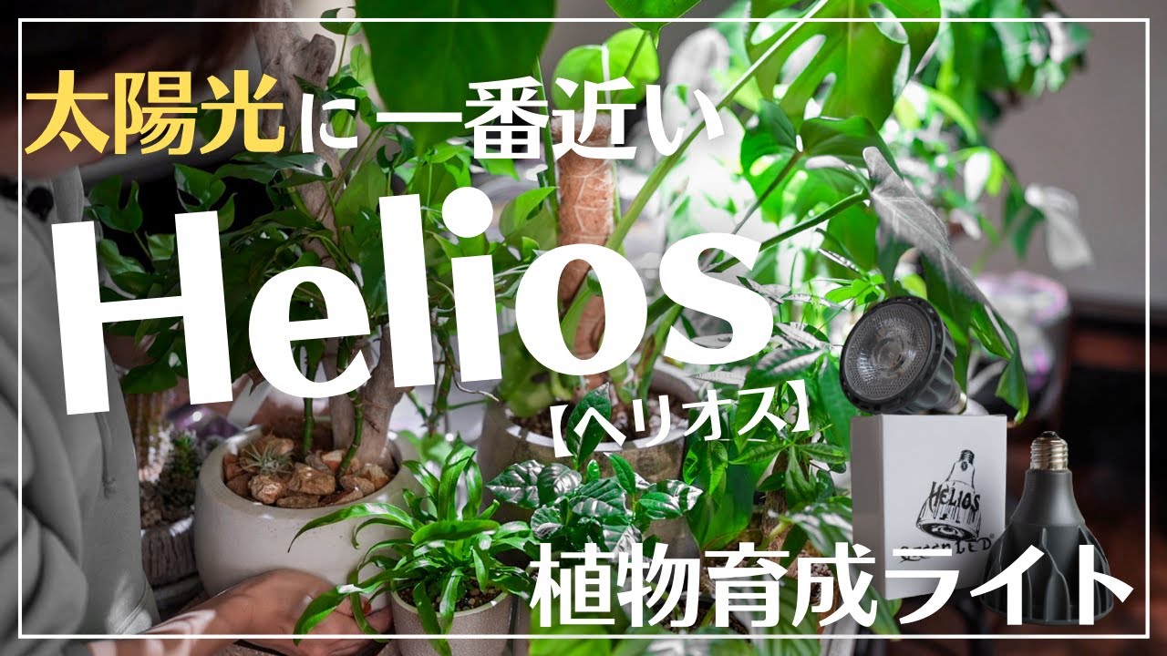 Do plants really grow?] I tried out the popular growing light