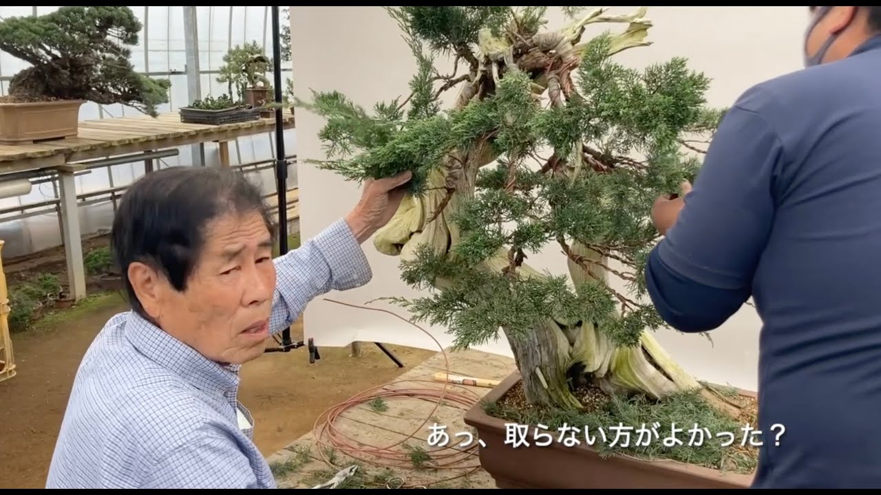 木村正彦 改作実技 第一弾 ］ 真柏の新木に挑む！ 近代盆栽2023年10月