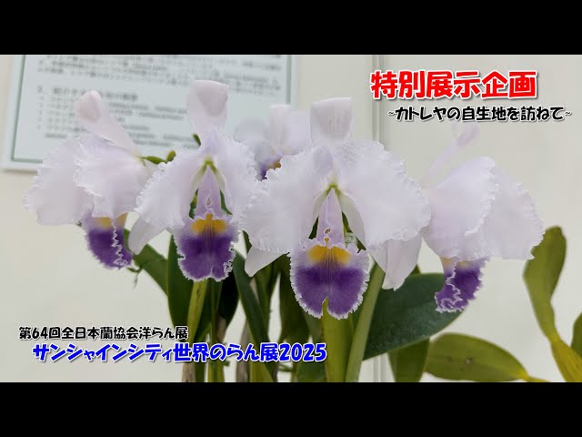 胡蝶蘭だけじゃない『らん展の王道』原種カトレアの魅力を深掘り