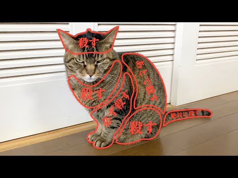 If I touch this place, the cat gets angry. - YouTube