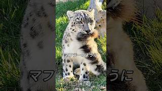 How snow leopards use their tails - YouTube