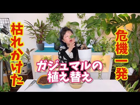 ガジュマル - YouTube