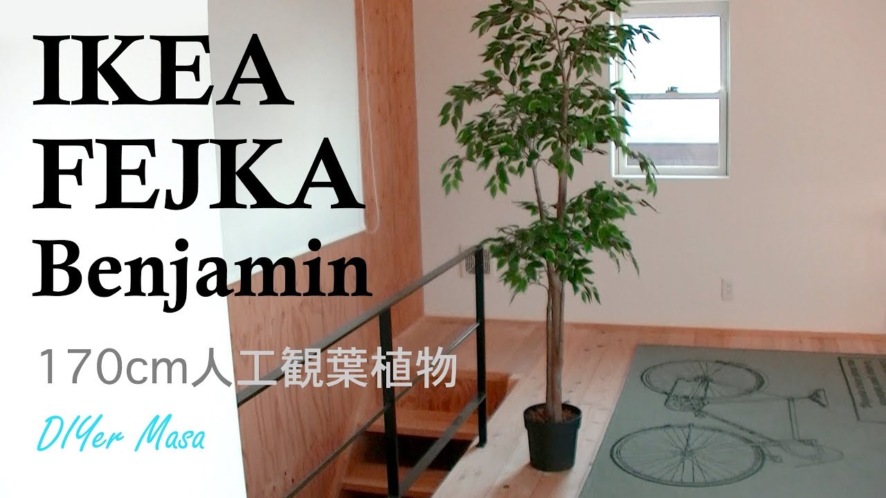 Review] IKEA FEJKA フェイカ 170cm 人工観葉植物 ベンジャミン - YouTube