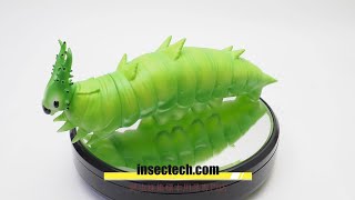 DIG】オオムラサキ幼虫（彩色）ソフビ - 昆虫採集・昆虫標本用品【昆虫