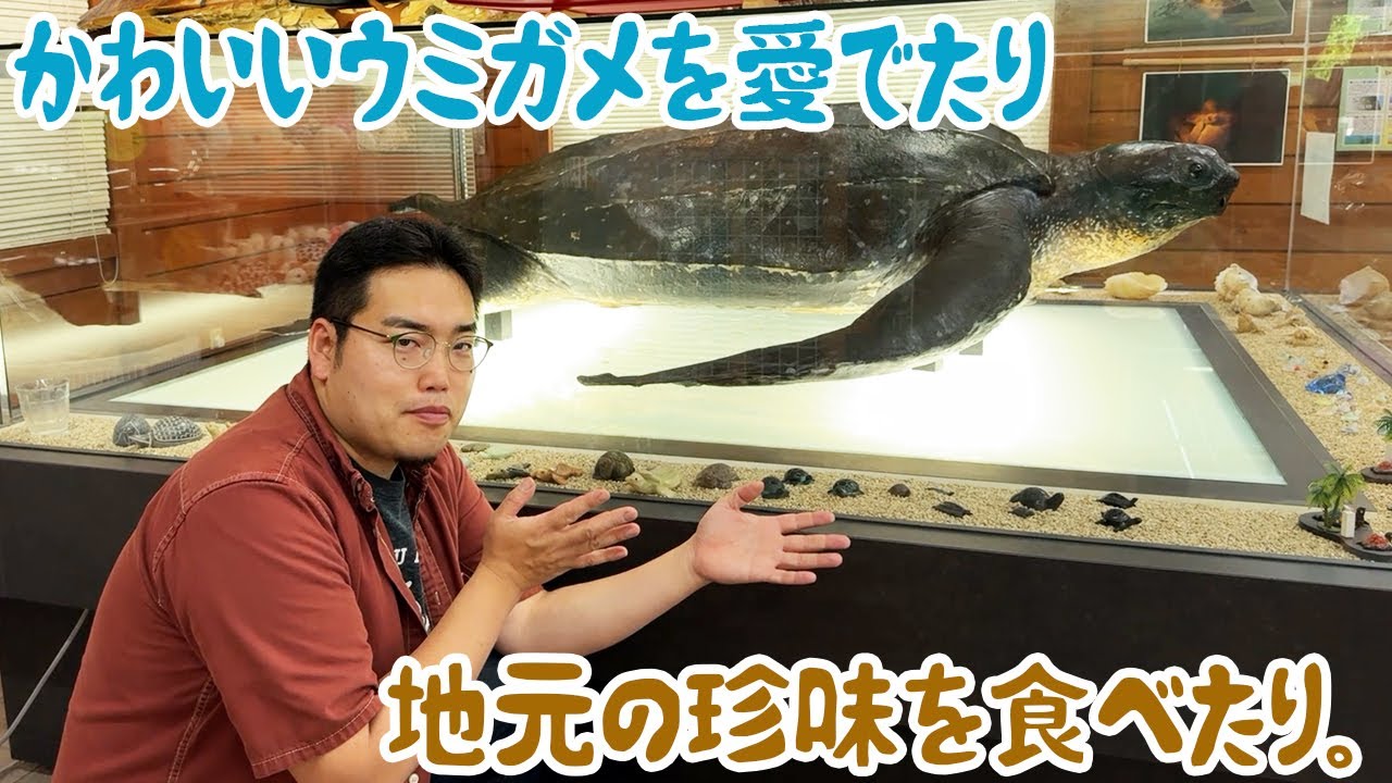 Admire the cute sea turtles and sample local delicacies. - YouTube