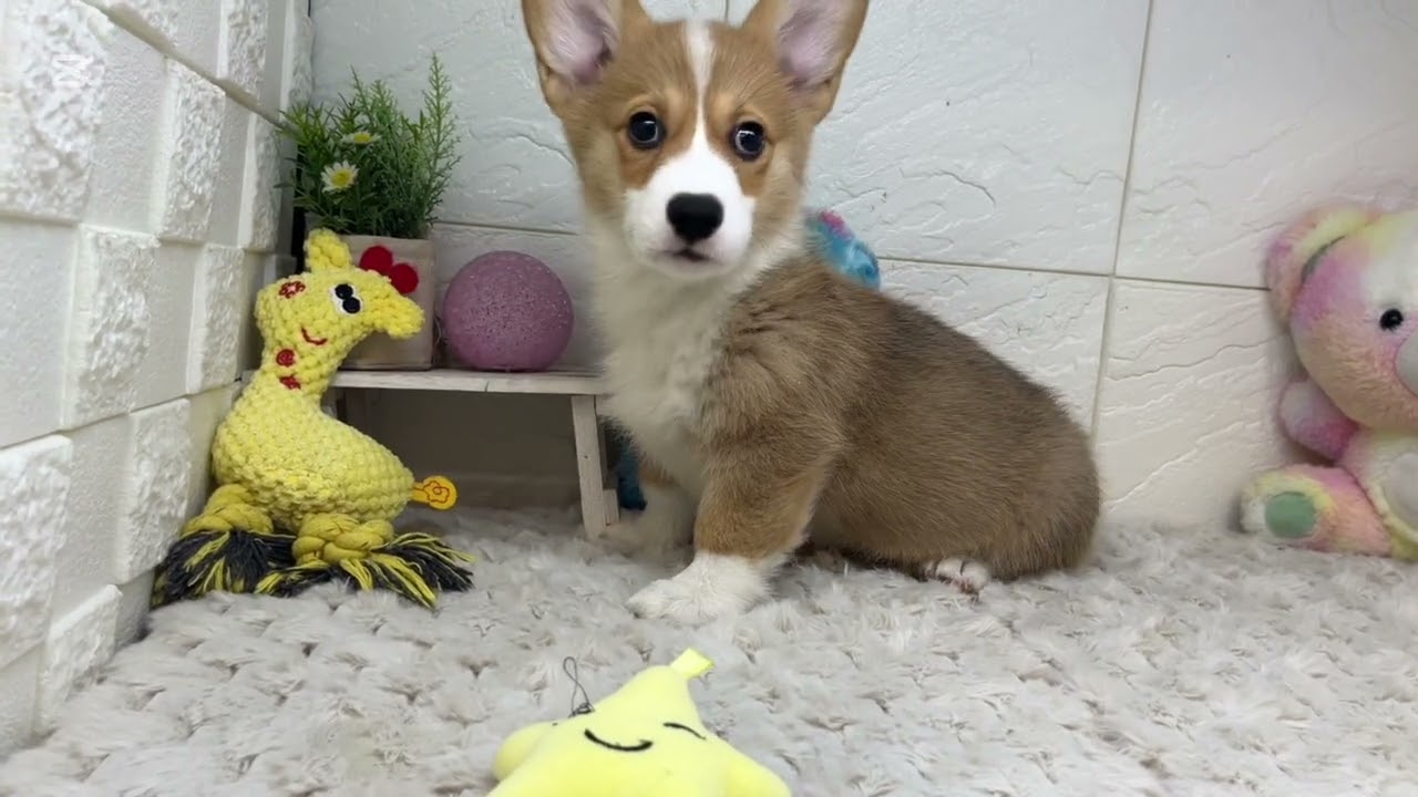 200293 ウェルシュ・コーギー・ペンブローク - YouTube