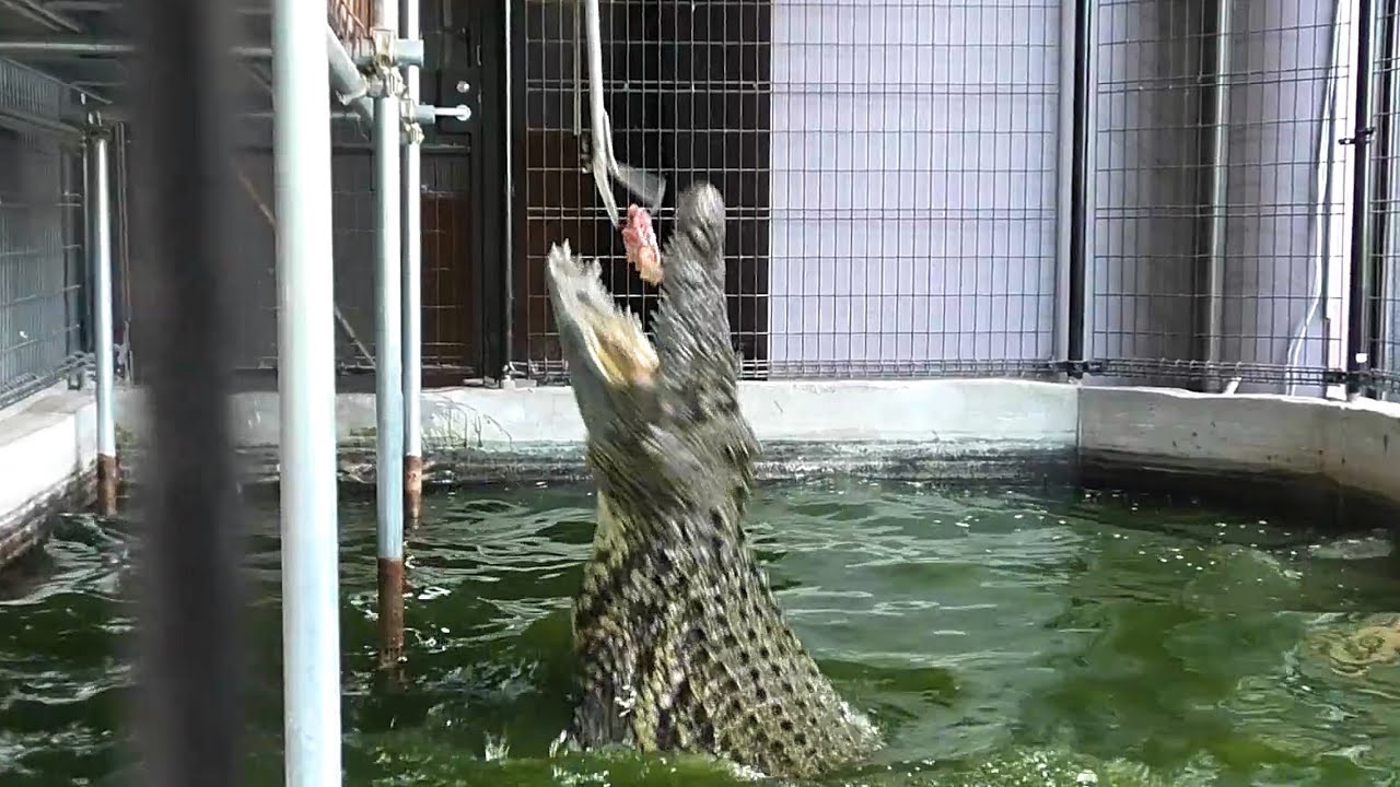 The moment when a huge 4m Nile crocodile jumps on the bait! - YouTube