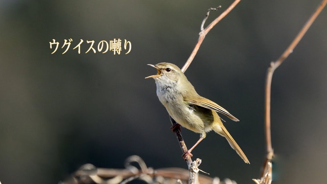 ウグイスの囀り - YouTube