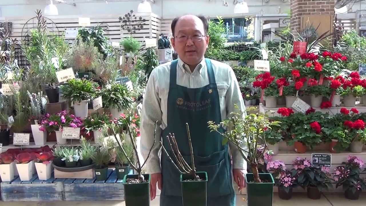 バラ苗の購入する時注意点 苗の良し悪し - YouTube