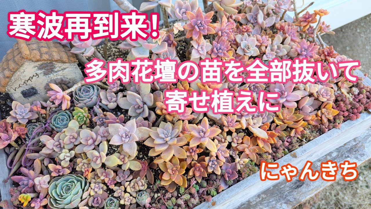 多肉植物】多肉花壇の苗を全部抜き寄せ植えにしました🥶 - YouTube