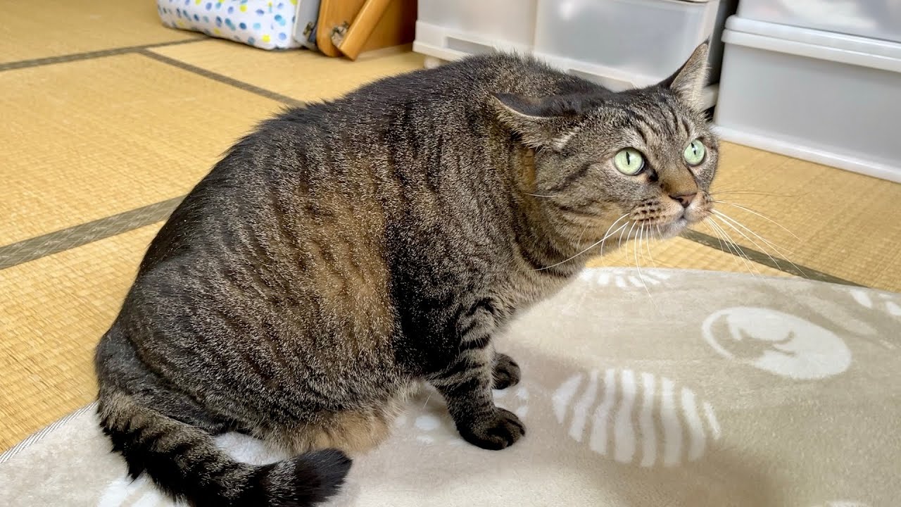 あなたは誰ですか…？」 初めてセミを見たキジトラ猫の反応がかわいい