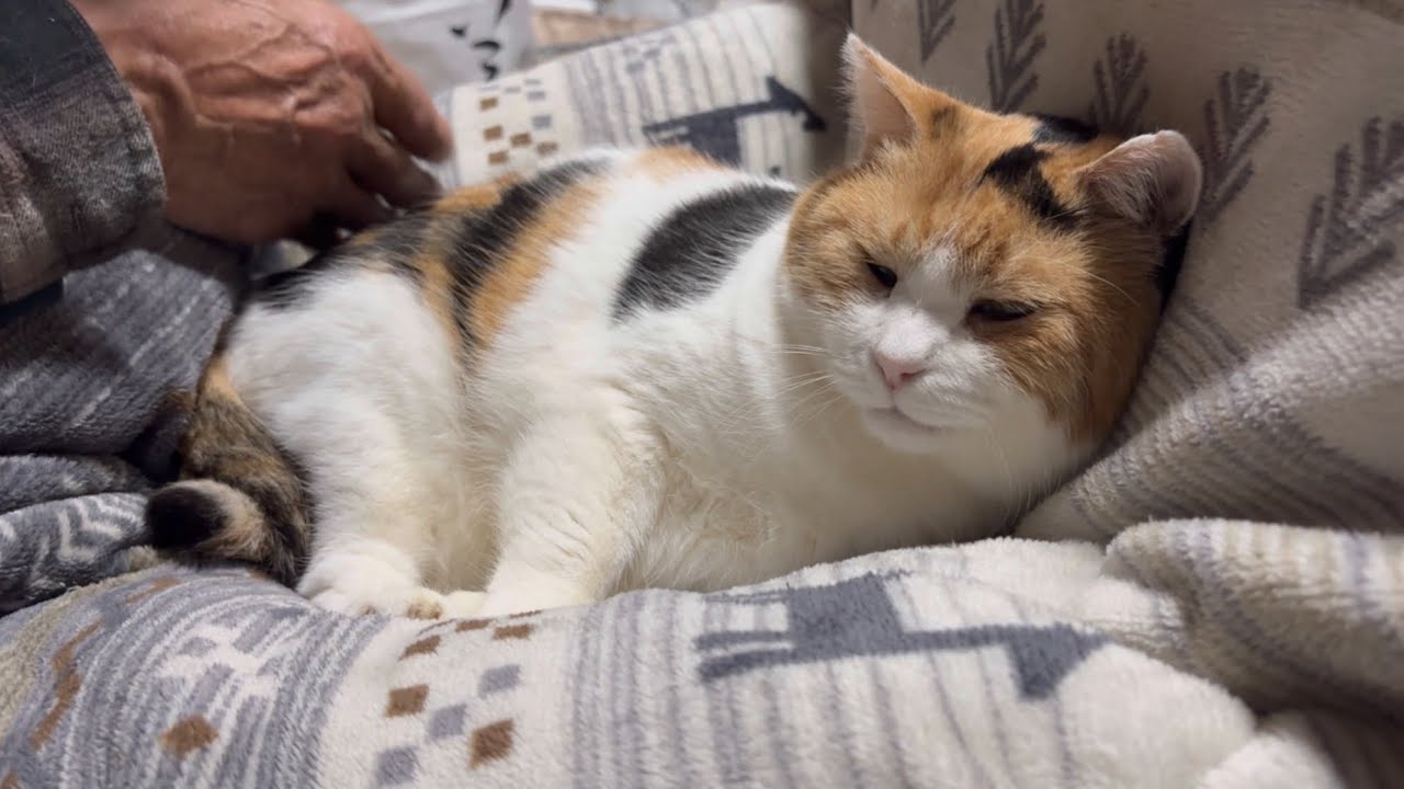 三毛猫】父とまったり過ごすミケ（2026年1月17日） - YouTube