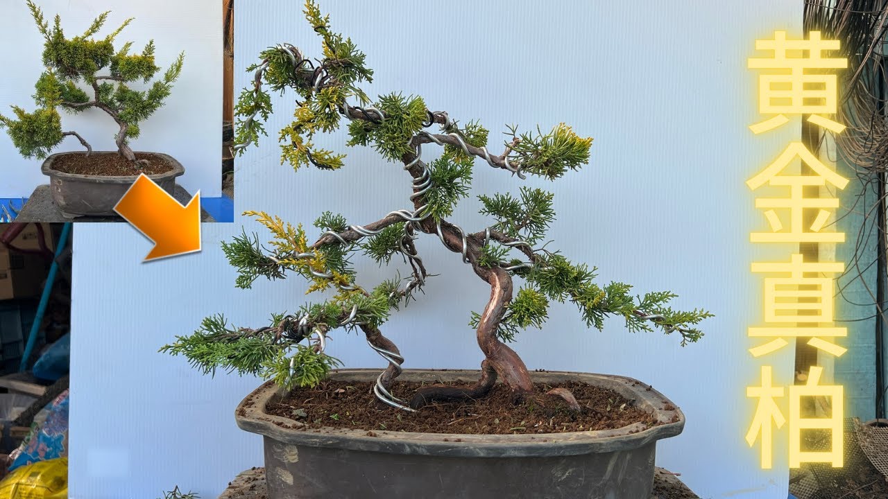 盆栽】第10弾 黄金真柏双幹の荒木作り - YouTube