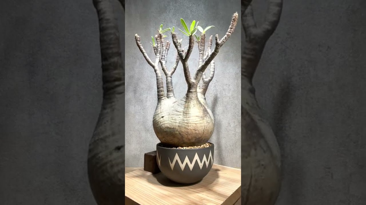 パキポディウム グラキリス Pachypodium gracilius 発根済 (商品番号g