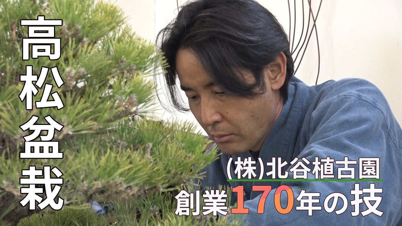 1851年創業 (株)北谷植古園 黒松 樹齢30年 - 【公式】直送！せとうち