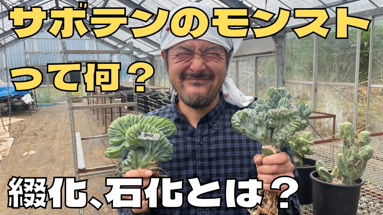 徹底解説】サボテン達のモンスト、綴化、石化とは一体何？それぞれの