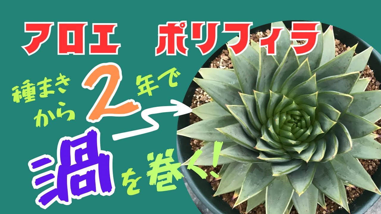 Aloe polyphylla grows in swirls just two years after sowing! - YouTube