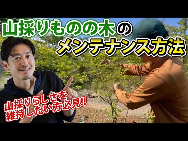 How to maintain the Yamatori-style for a long time] What you