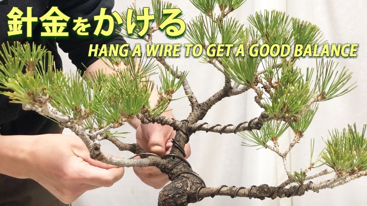 黒松の改作】針金を掛けてバランス良くする／[Remodeling of Black