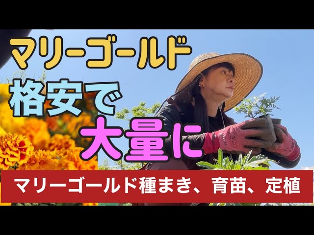 ガーデニング】初心者も簡単マリーゴールドを種から育てよう