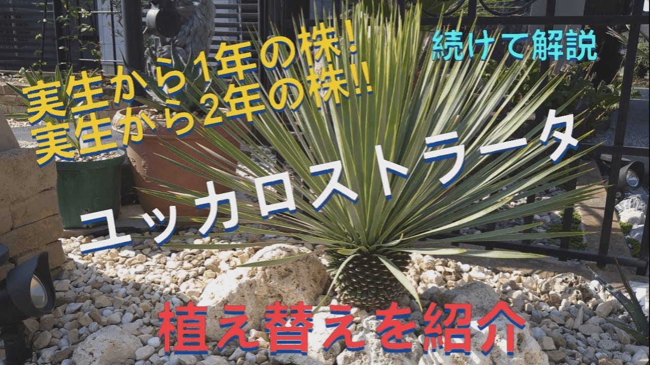 ユッカロストラータ！実生した株の植え替え‼＃ユッカロストラータ