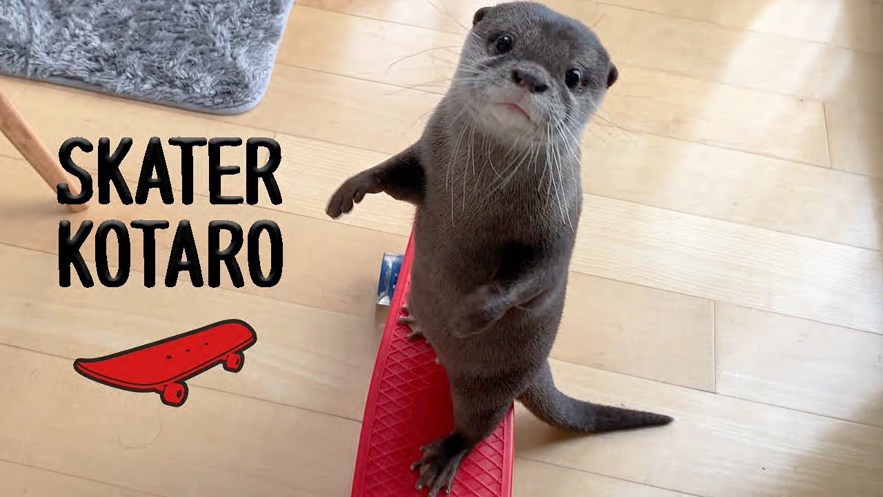 Kotaro the Otter Skateboarding Otter - YouTube