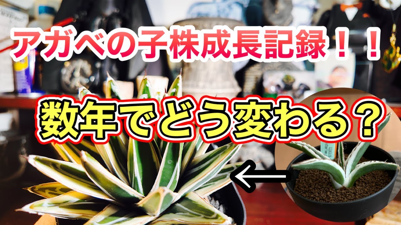 アガベ子株成長記録】数年育てて個人的に変わったと思う品種を紹介