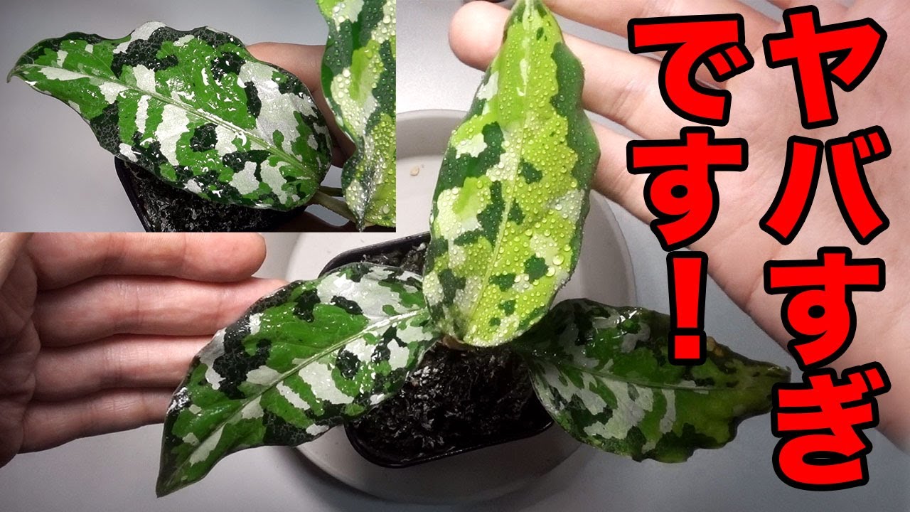 アグラオネマ ピクタム トリカラー アンダマン諸島ポートブレア北部