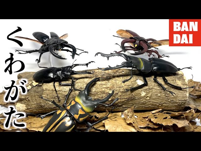 The Stag Beetle Capsule Toy is the Best [BANDAI/Living Creatures