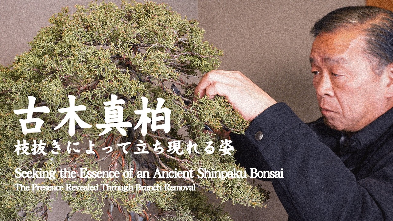 糸魚川真柏・紀州真柏 見分け方と、それぞれの特徴 [盆栽初心者講座