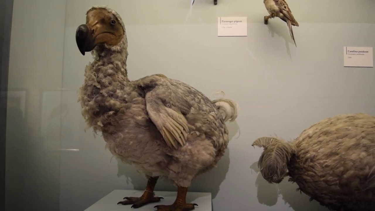 ロンドン自然史博物館 Natural History Museum ドードー 鳥 Dodo - YouTube