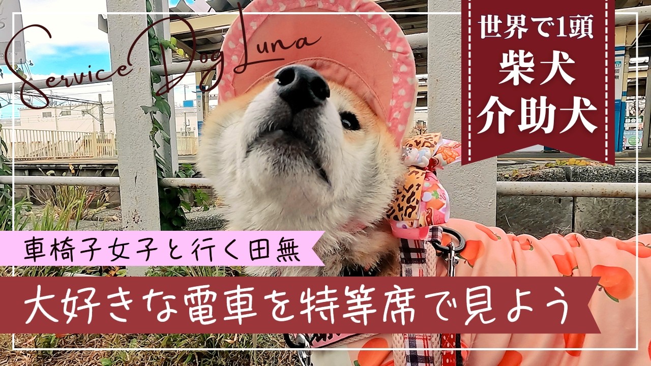 A wheelchair-bound woman and her Shiba Inu service dog, Luna, find