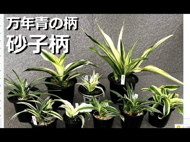 万年青の柄】【砂子柄とは？】砂子代表品種と育て方 楊貴妃、白鶴、瑞