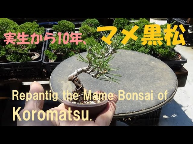 春嘉の盆栽工房 #42 実生から10年、マメ黒松 Replanting the mame