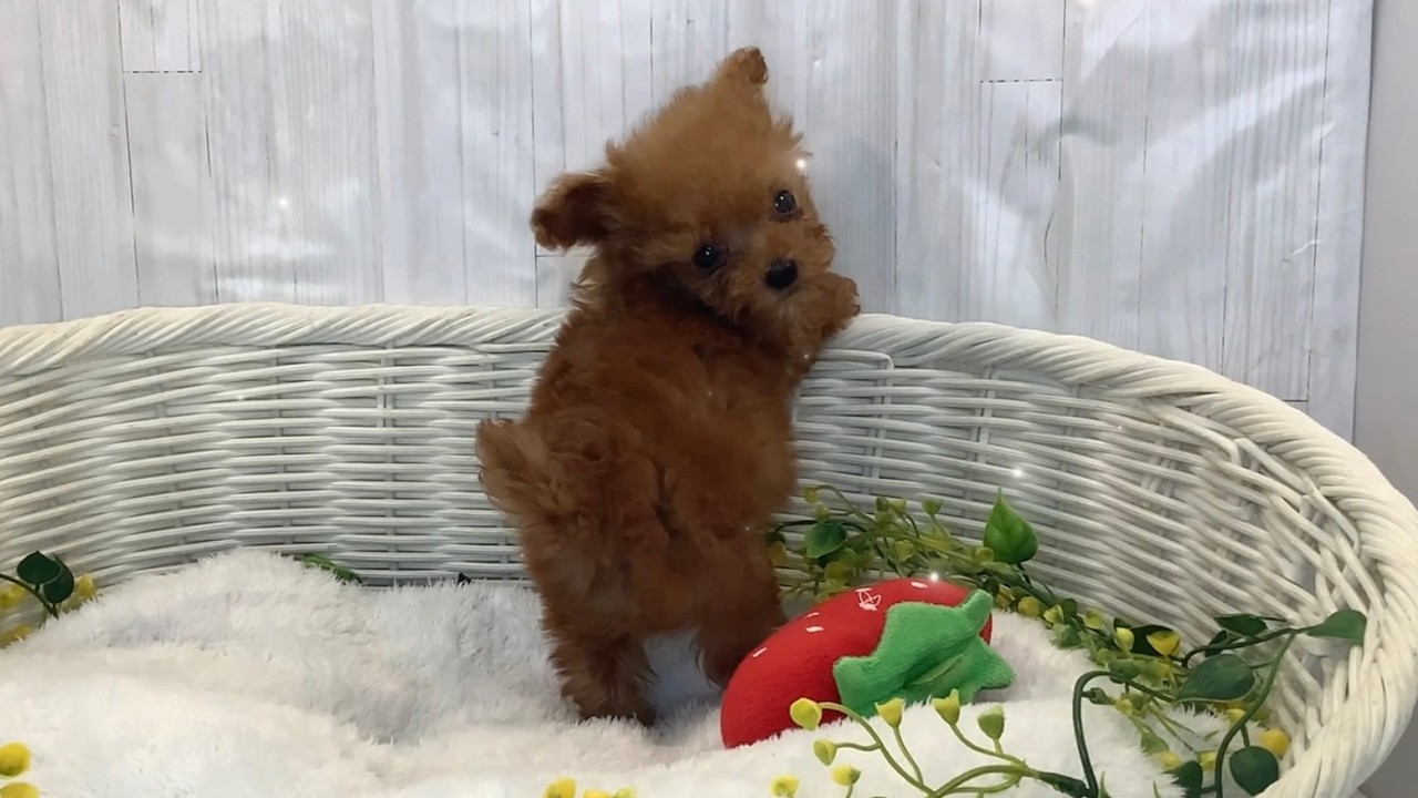トイプードル♂2602D0161 - YouTube