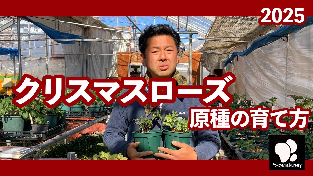 How to grow the original species of Christmas rose ◇Yokoyama