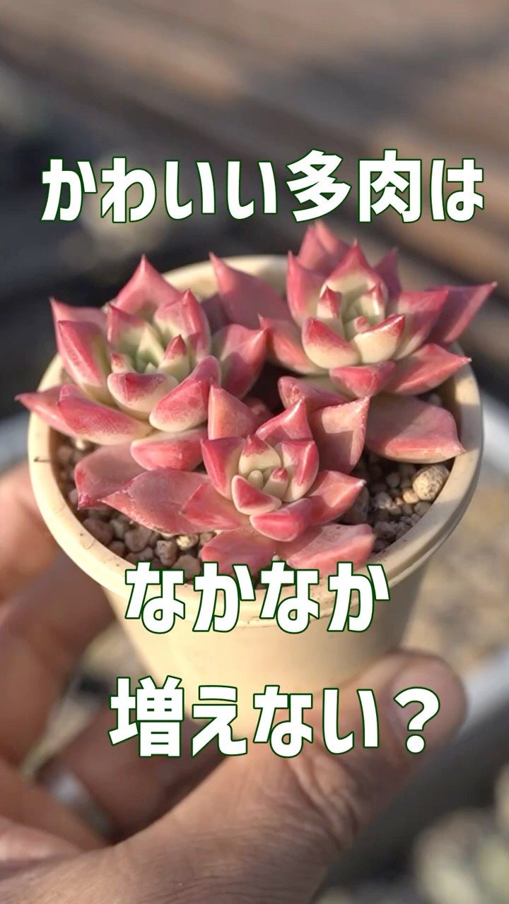多肉植物 つぶつぶ屋 - YouTube