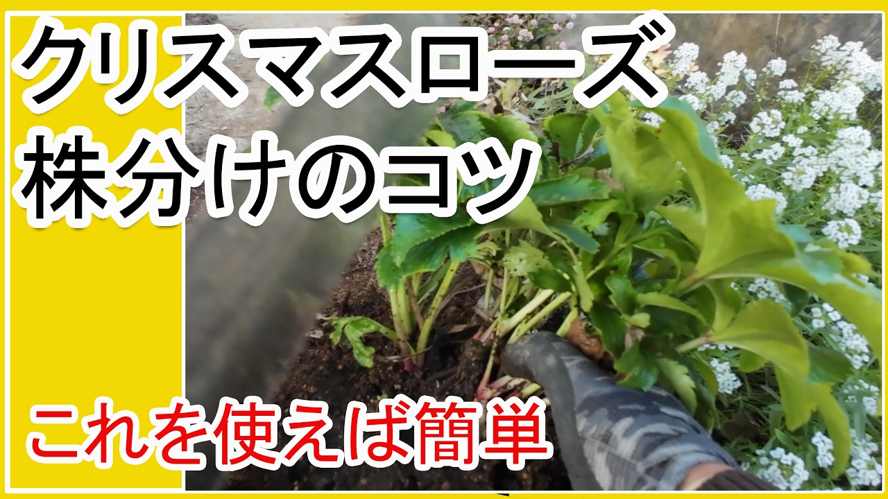 クリスマスローズ 現状蕾 極小輪 株分け前提 クリスマスローズの株分け