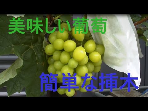 シャインマスカット超簡単挿木で苗作り - YouTube
