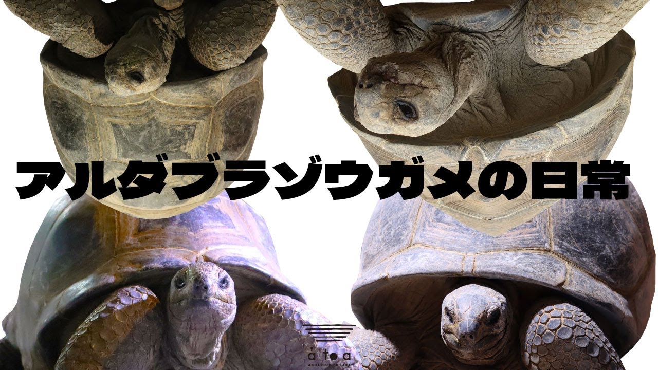 アルダブラゾウガメの日常 - YouTube