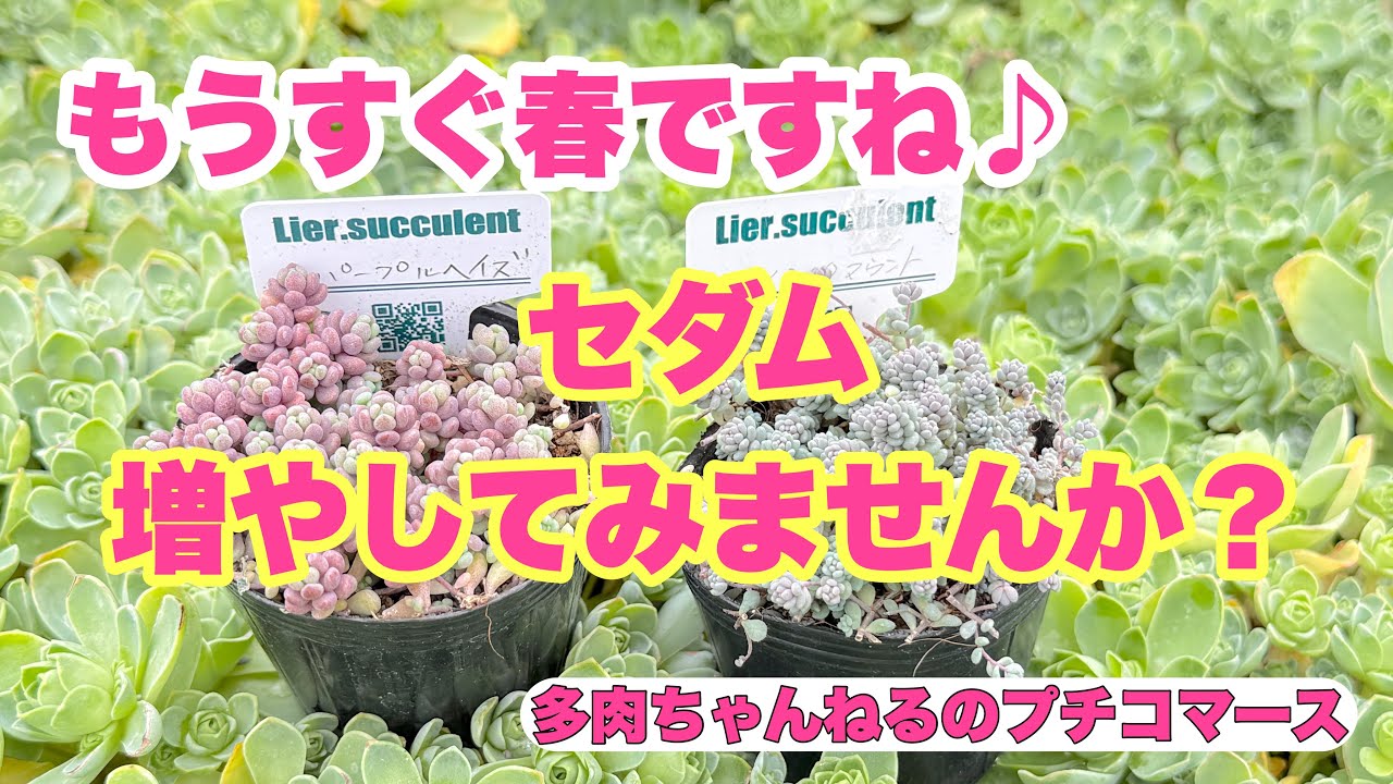 Succulents] Spring is almost here! Why not try growing some sedum