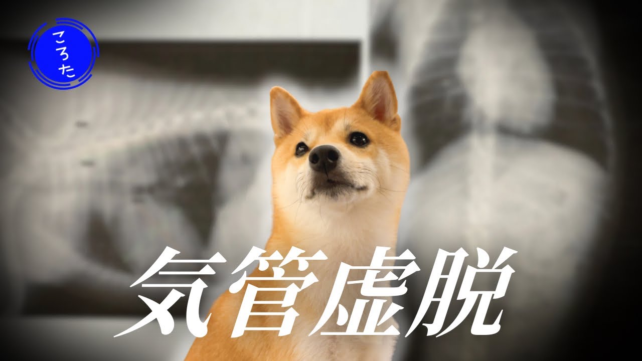 Shiba Inu diagnosed with collapsed trachea at pet checkup