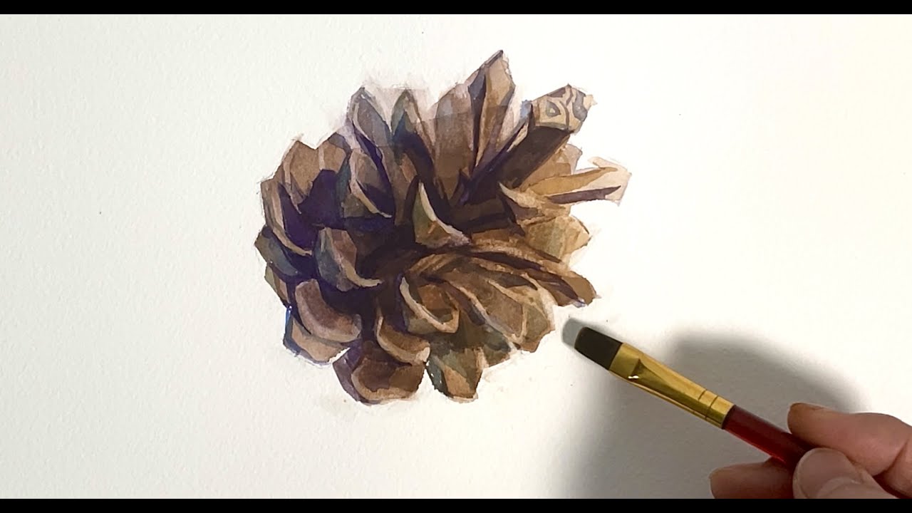 Watercolor Sketch 164/Pine Cone 水彩スケッチ164/松ぼっくり - YouTube