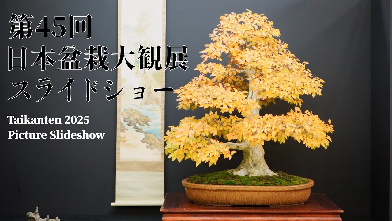 slide show] 45th Japan Bonsai Taikanten 2025 - YouTube