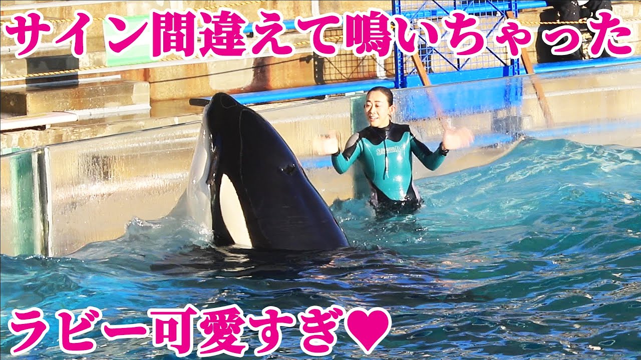 天才シャチがサイン間違えちゃって激カワ♥ 鴨川シーワールド シャチ