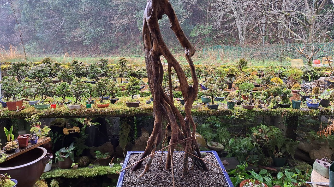 YAMADORI】フジツツジの山採り ♯421 - YouTube