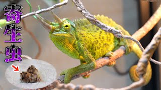 Viewer discretion advised] Parasites of chameleons - YouTube